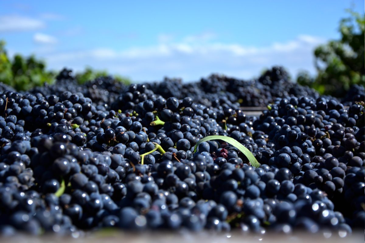 uprawa organicznego Pinot Noir w Chille