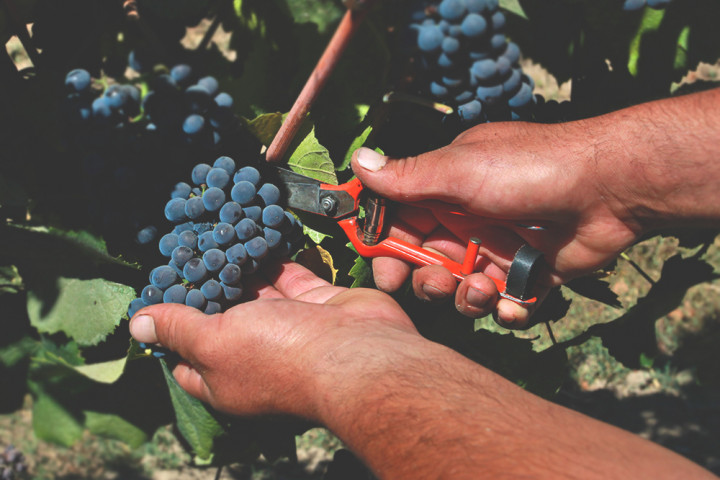 3 kryteria oceny dojrzałości winogron